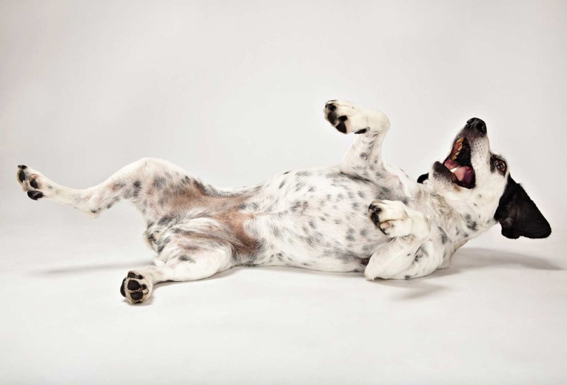 Animal Emotions by Evan Kafka