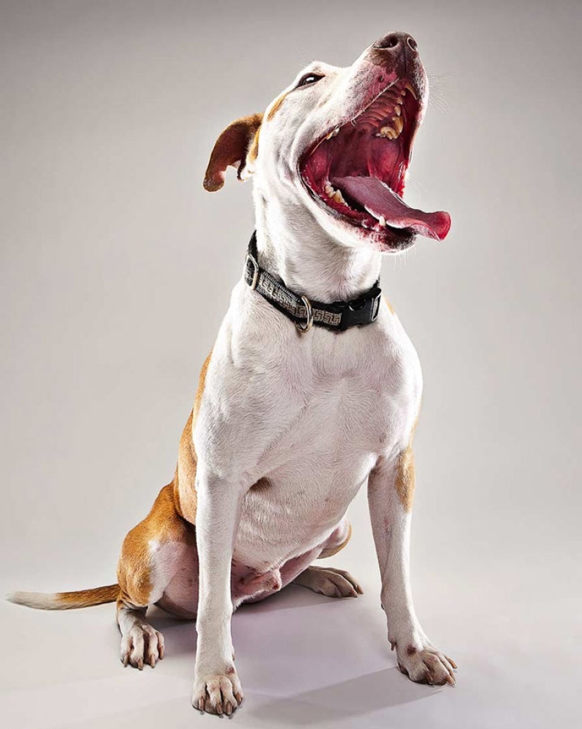 Animal Emotions by Evan Kafka