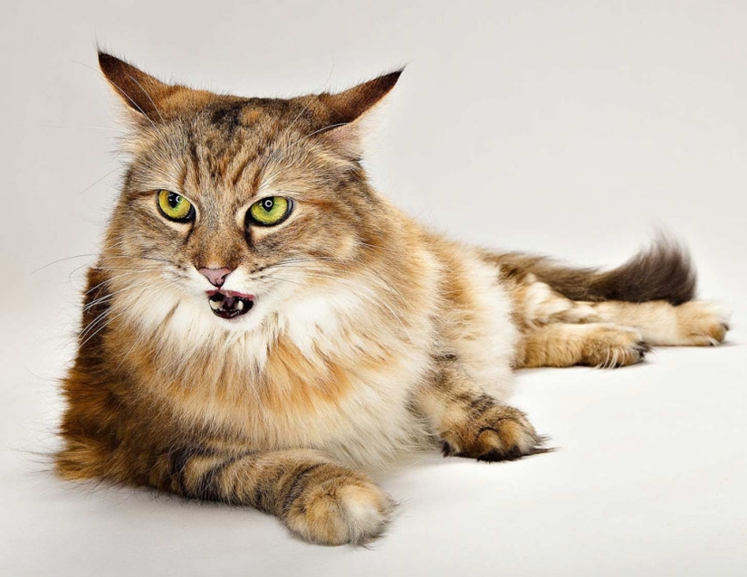 Animal Emotions by Evan Kafka