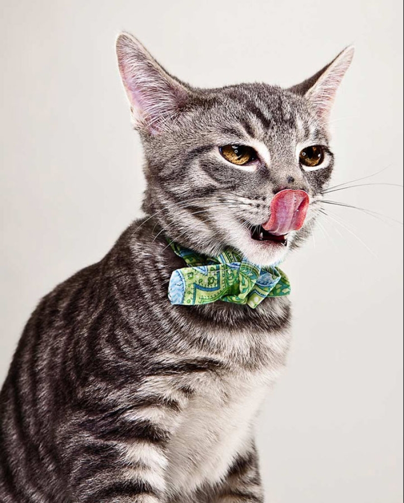 Animal Emotions by Evan Kafka