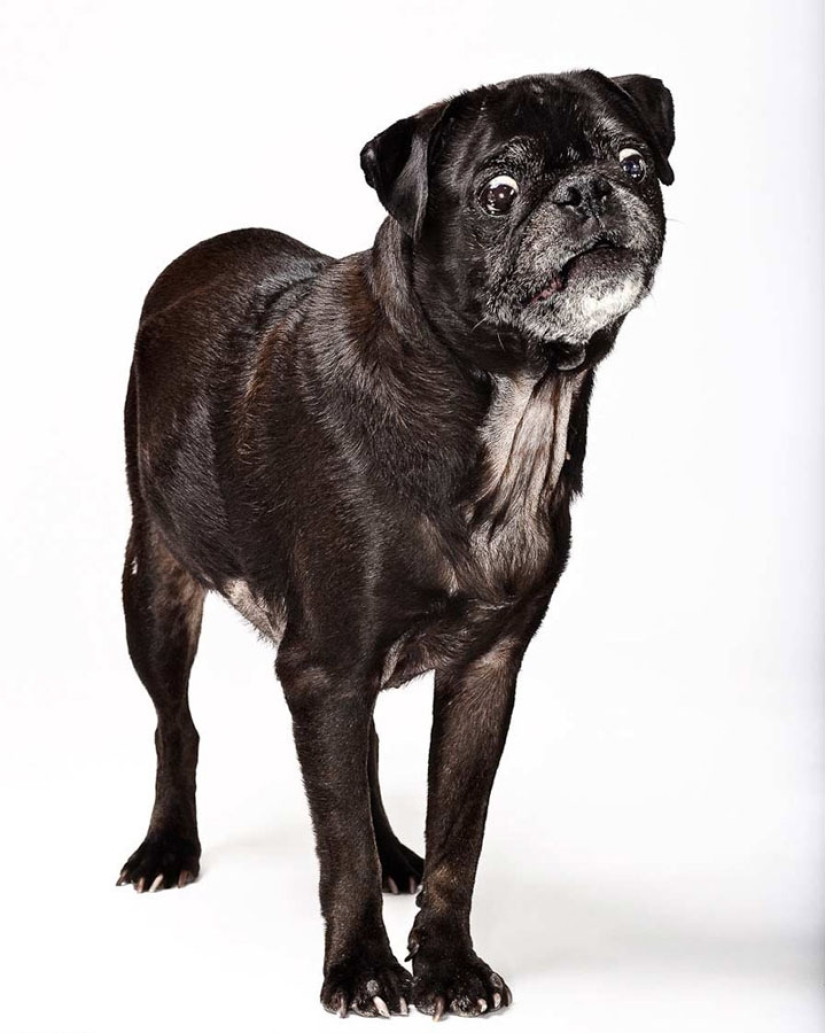 Animal Emotions by Evan Kafka