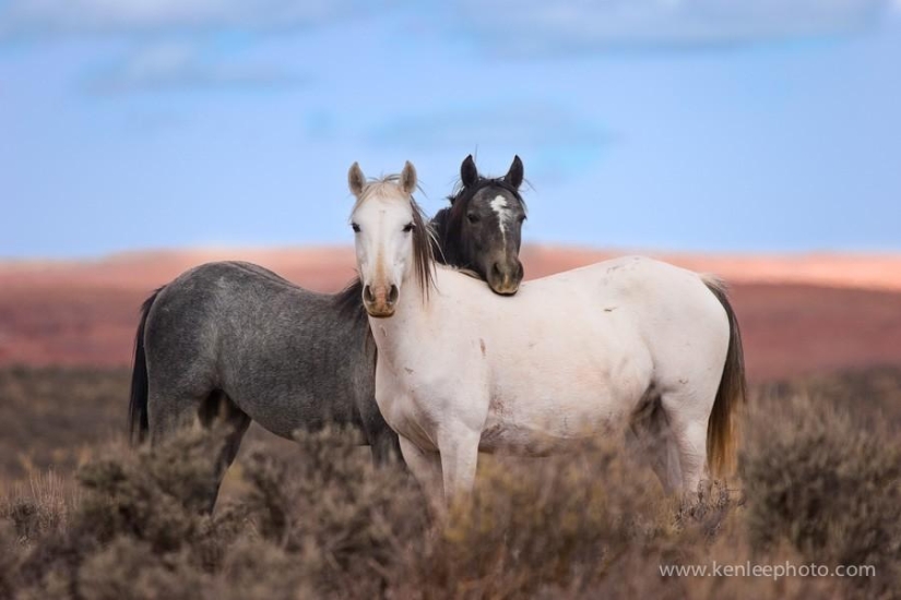 Animal Friends Animal Friends
