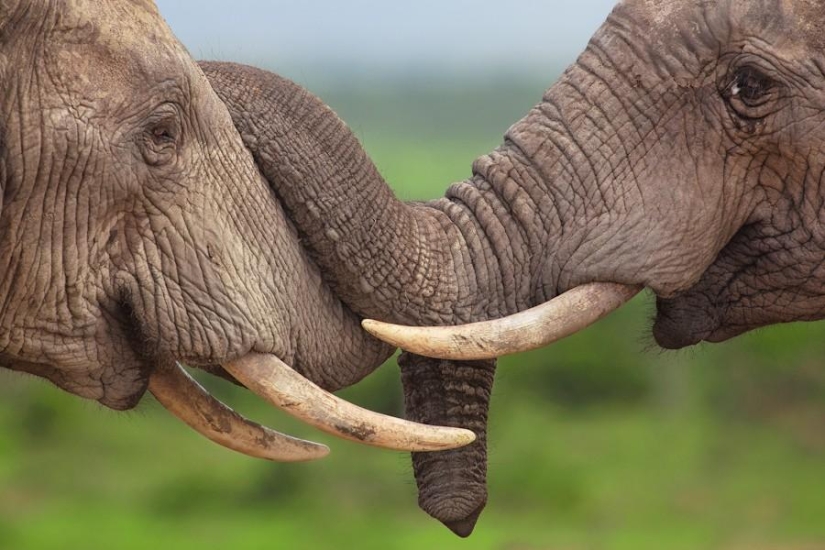 Animal Friends Animal Friends