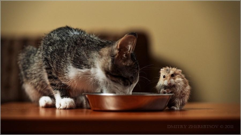 Animal Friends Animal Friends