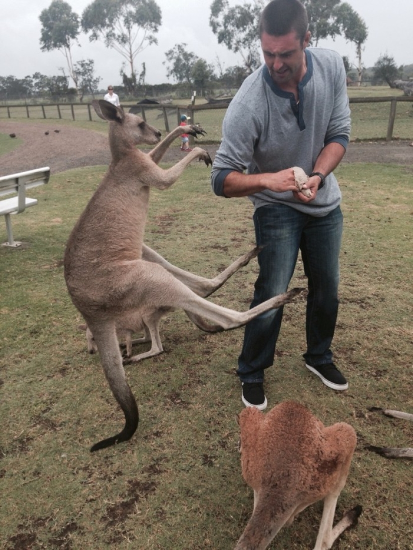 Animales australianos a los que no les importan tus estereotipos
