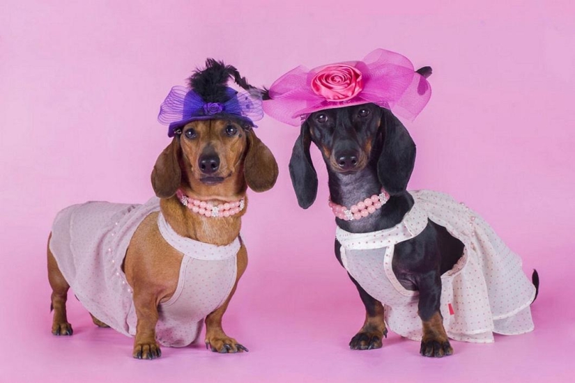 animales como humanos animales como humanos