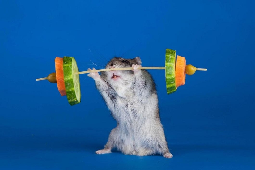 animales como humanos animales como humanos