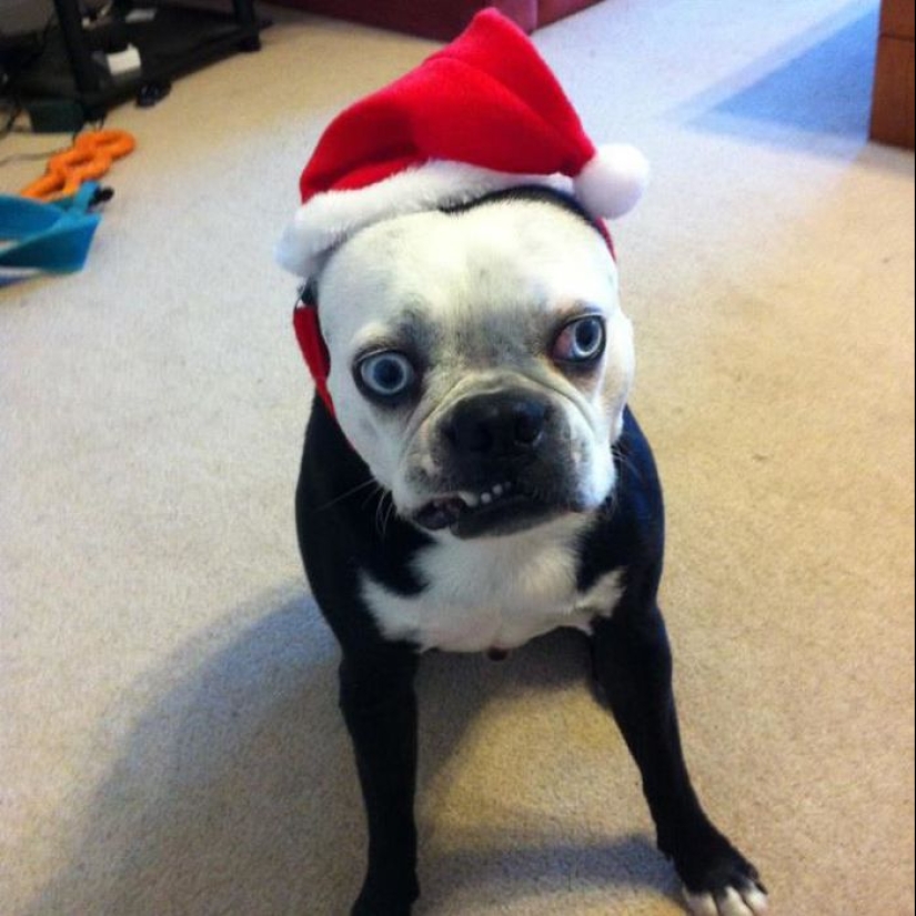 Animales que no soportan la Navidad y el Año Nuevo