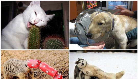 Animales que no tienen un buen día.
