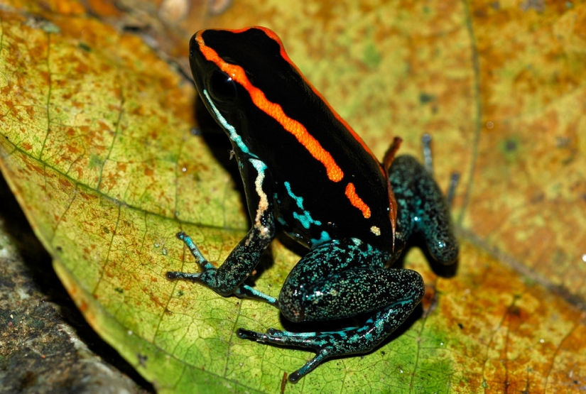 Animales que solo se pueden encontrar en ciertas partes del mundo