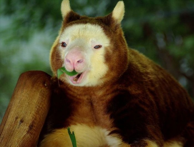Animales que solo se pueden encontrar en ciertas partes del mundo