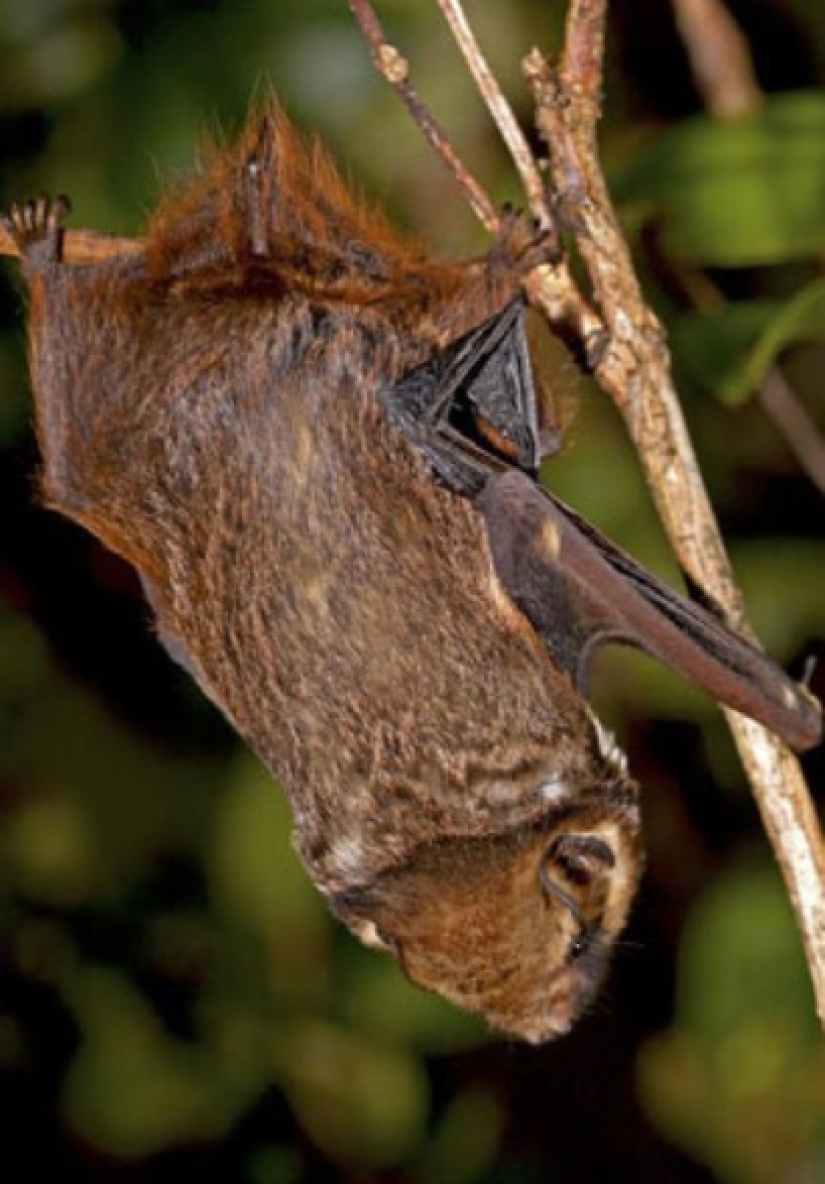 Animales que solo se pueden encontrar en ciertas partes del mundo