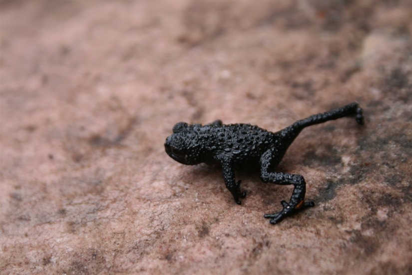 Animales que solo se pueden encontrar en ciertas partes del mundo