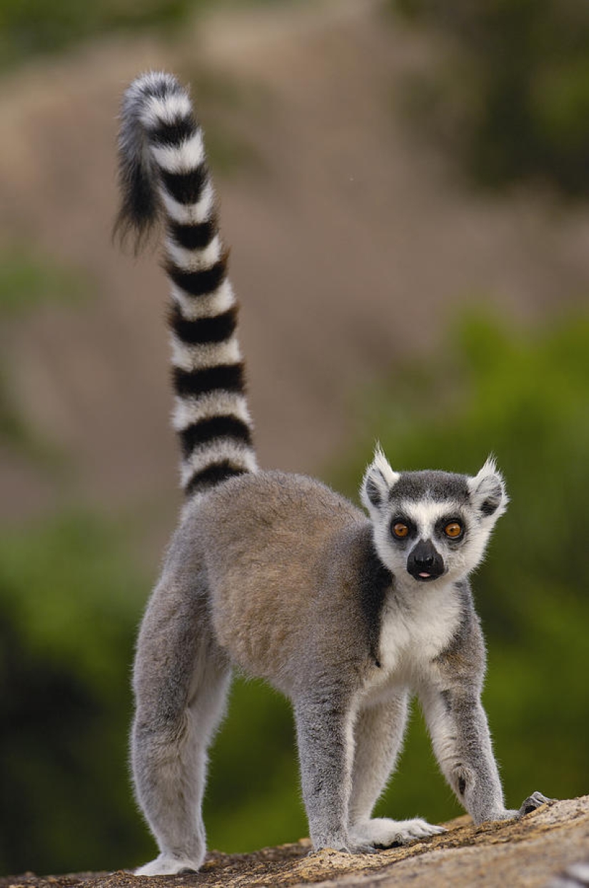 Animales que solo se pueden encontrar en ciertas partes del mundo