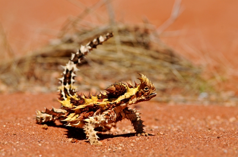 Animales que solo se pueden encontrar en ciertas partes del mundo