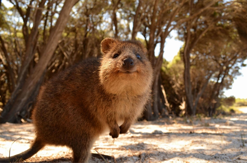 Animales que solo se pueden encontrar en ciertas partes del mundo