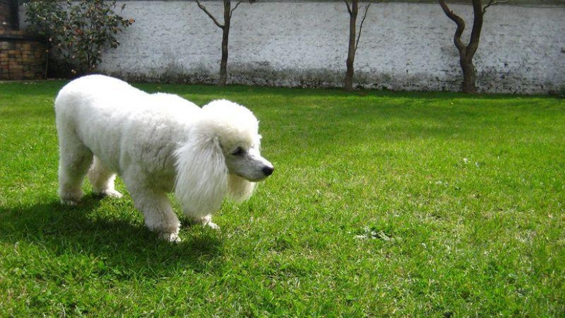 animales ricos