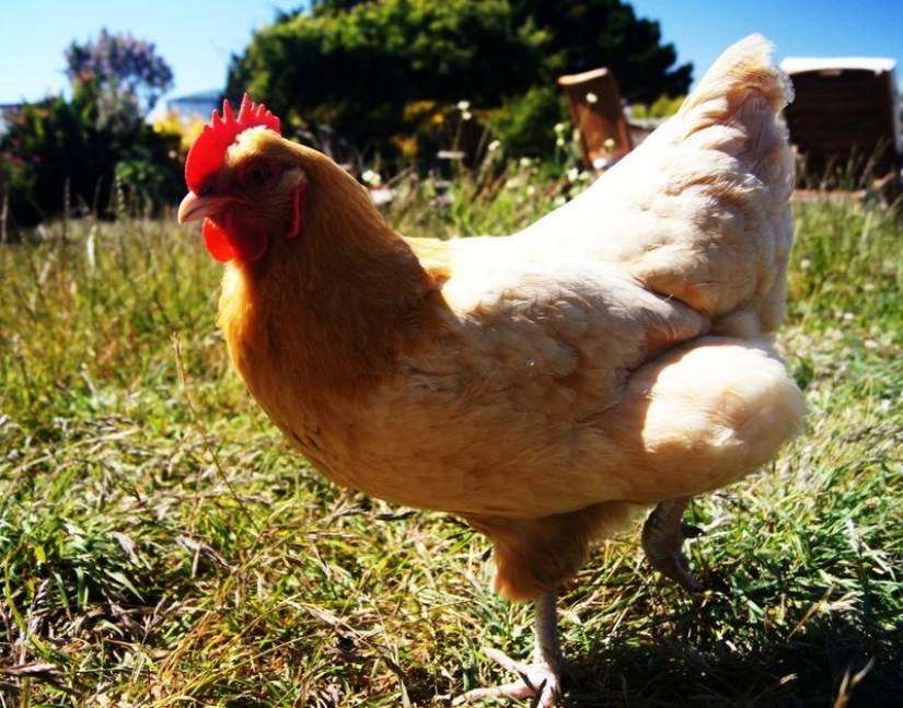 animales ricos