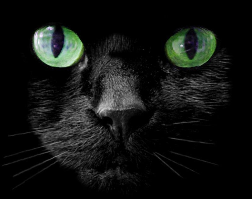animales ricos