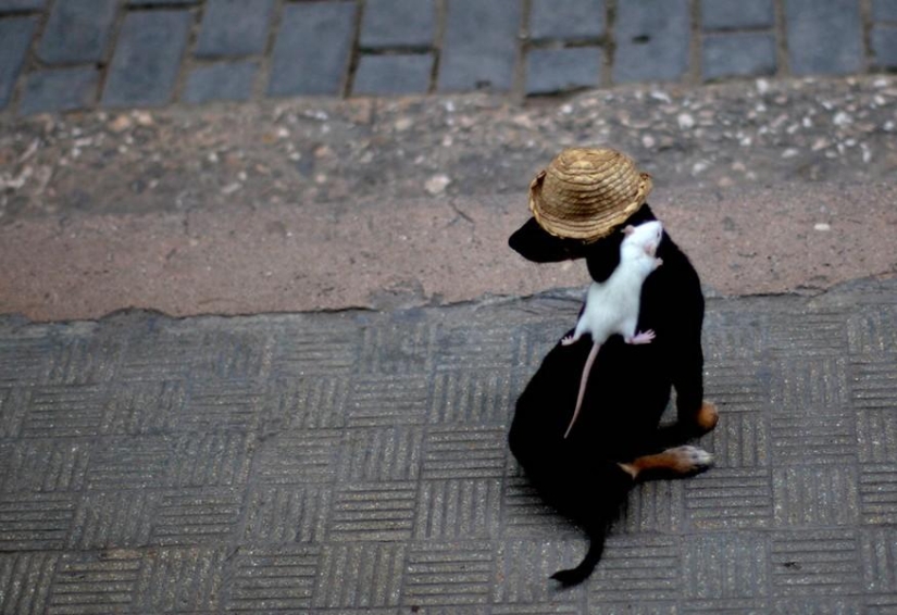 animales y personas