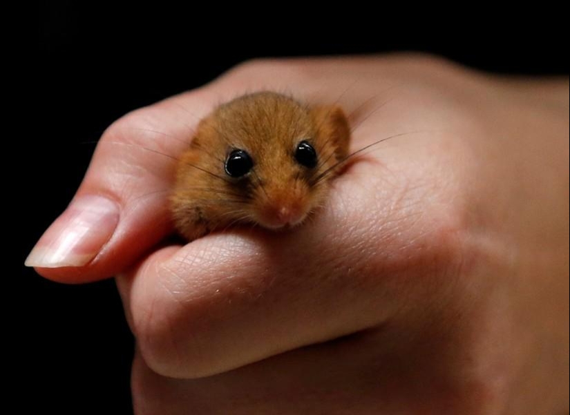 animales y personas