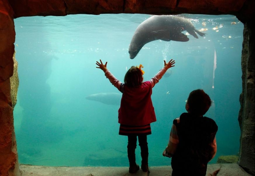 Animals and people