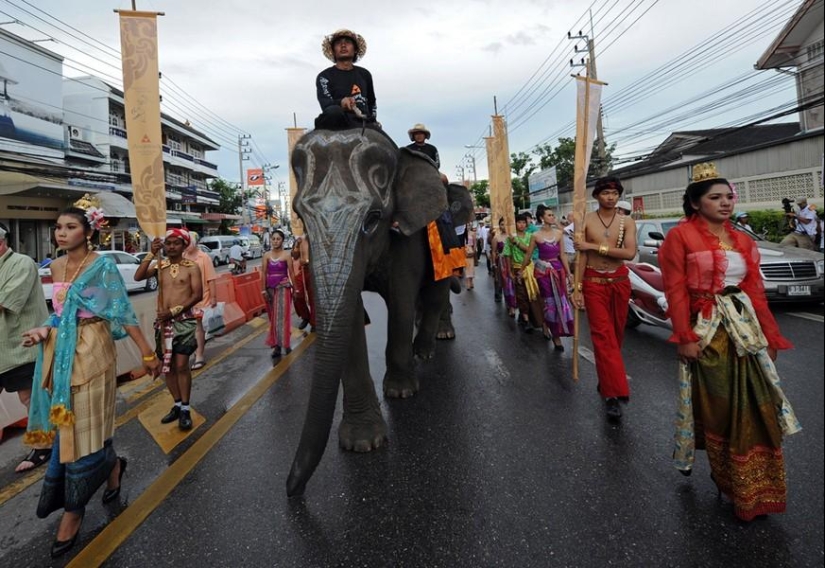 Animals and people