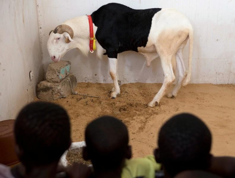 Animals and people