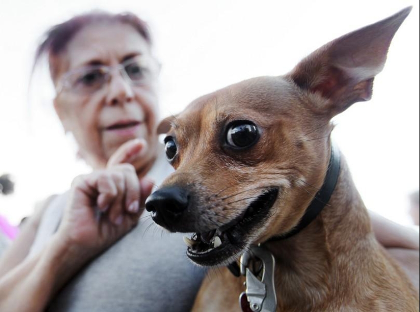 Animals and people