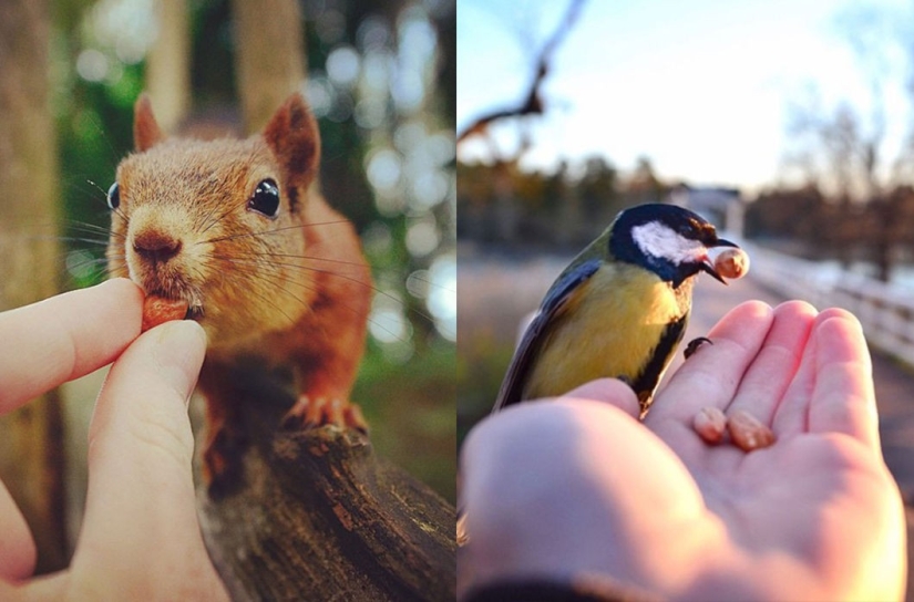 Animals are allowed to be fed