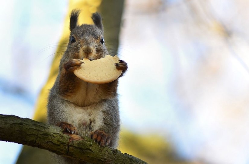 Animals are allowed to be fed