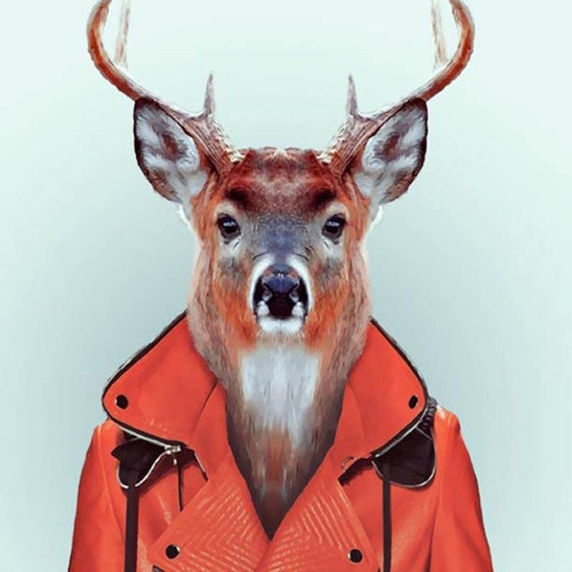 Animals in clothes