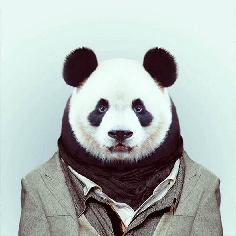 Animals in clothes