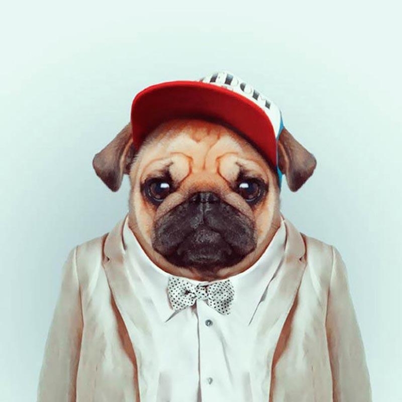 Animals in clothes