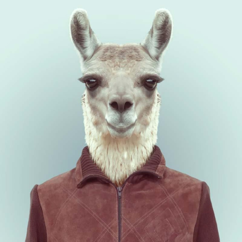 Animals in clothes