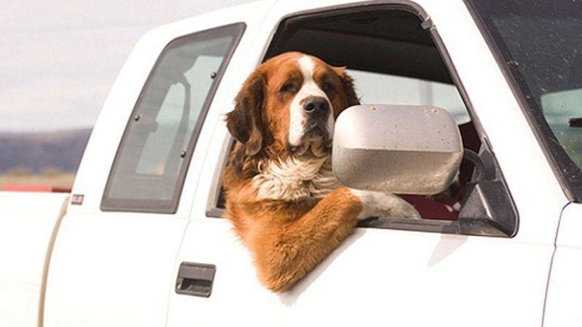Animals on the go