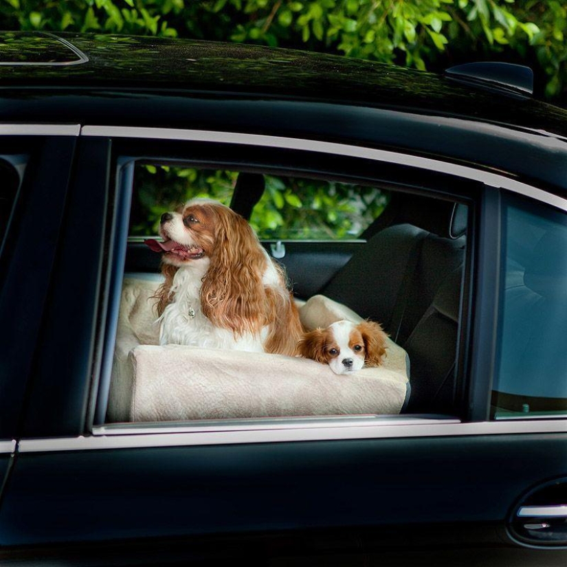 Animals on the go