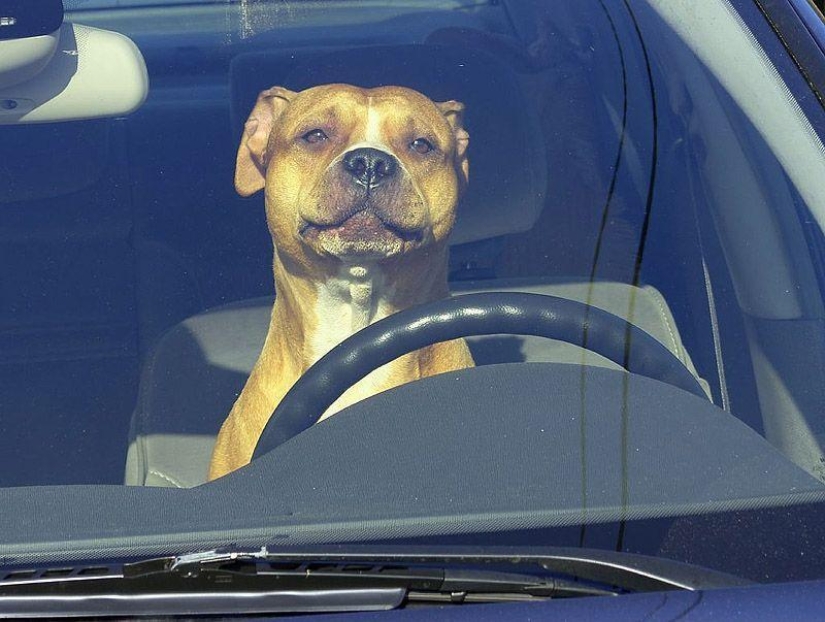 Animals on the go