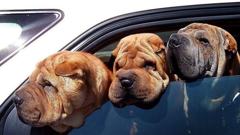 Animals on the go