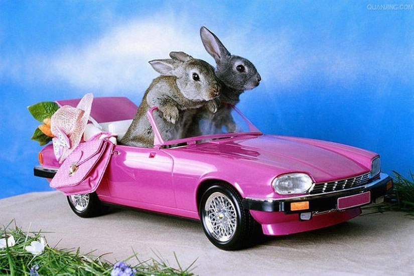 Animals on the go
