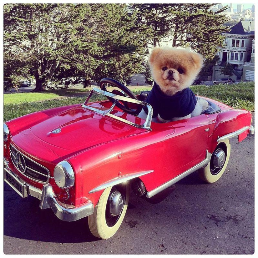 Animals on the go