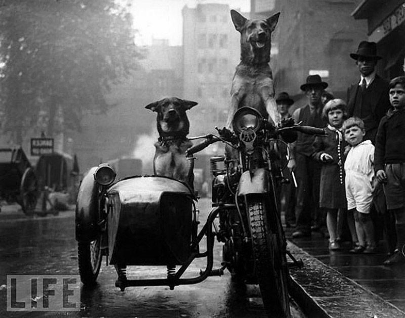 Animals on the go