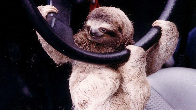 Animals on the go