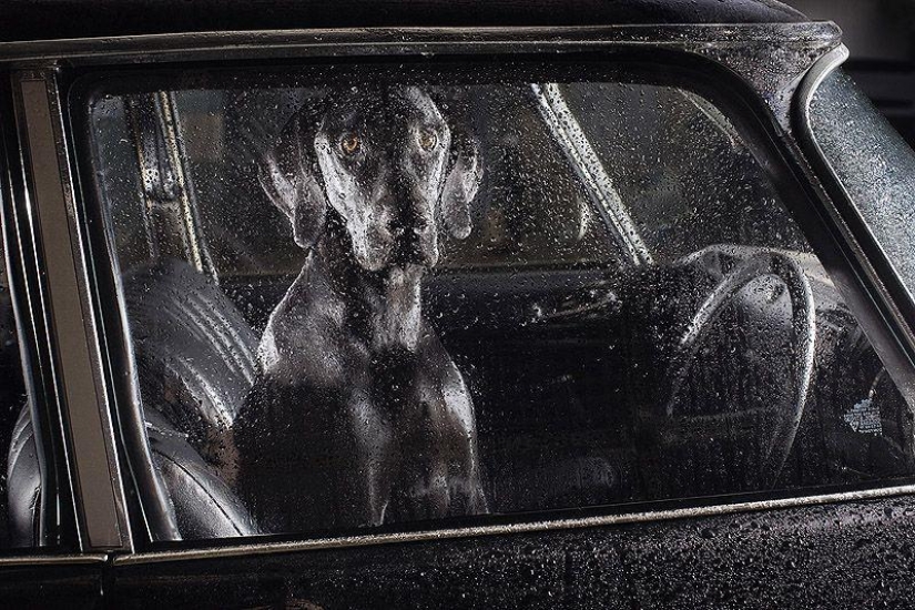 Animals on the go