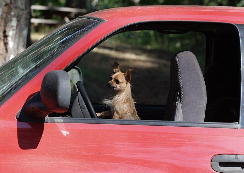Animals on the go