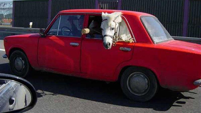 Animals on the go