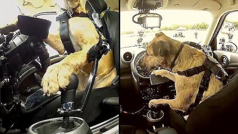 Animals on the go