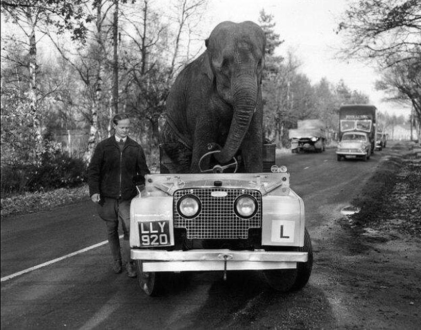 Animals on the go