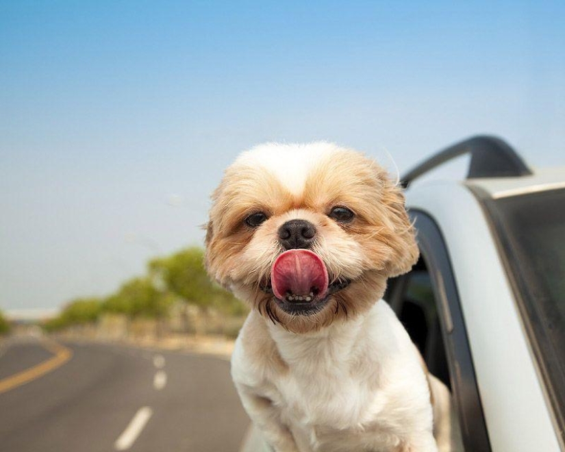 Animals on the go