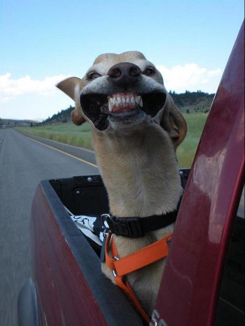 Animals on the go